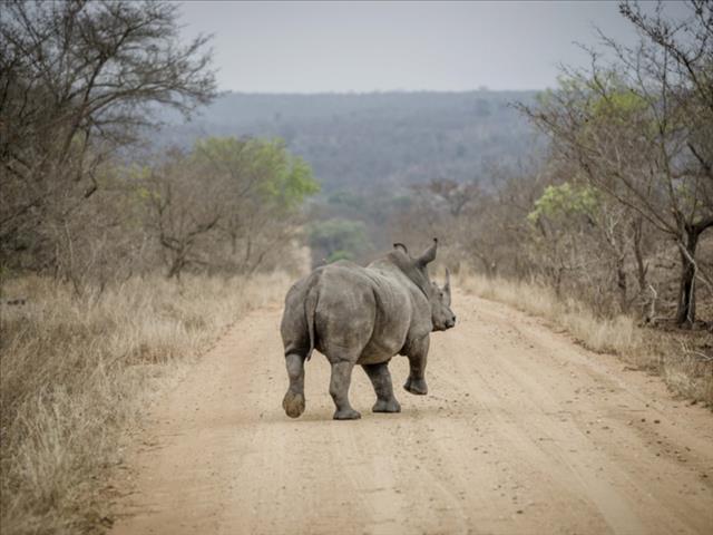 Two alleged rhino poachers killed | News Article