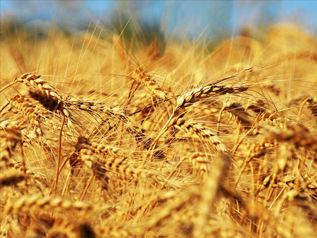 Senwes Grainlink: Hier is jou jongste Safex-pryse | News Article