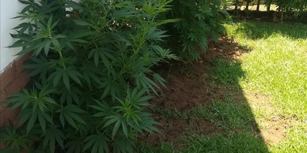 Smoking cannabis remains a crime in Zambia, president stresses Smoking cannabis remains a crime in Zambia, president stresses | News Article