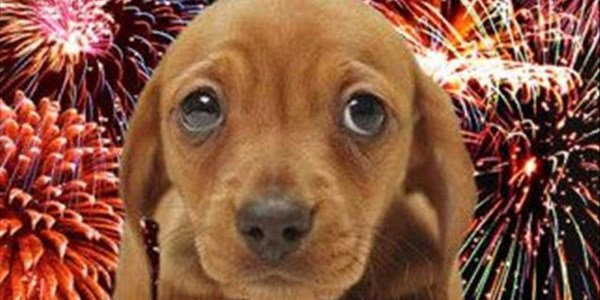 Calm your furry friend during fireworks | News Article