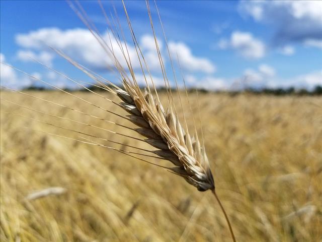 Senwes Grainlink: Hier is jou jongste Safex-pryse | News Article