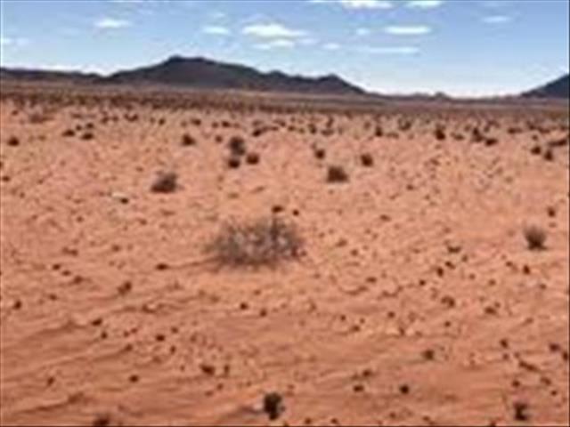 Beste van Before-Dawn: #Droogte Honde in Namakwaland skrik vir reëndruppels | News Article