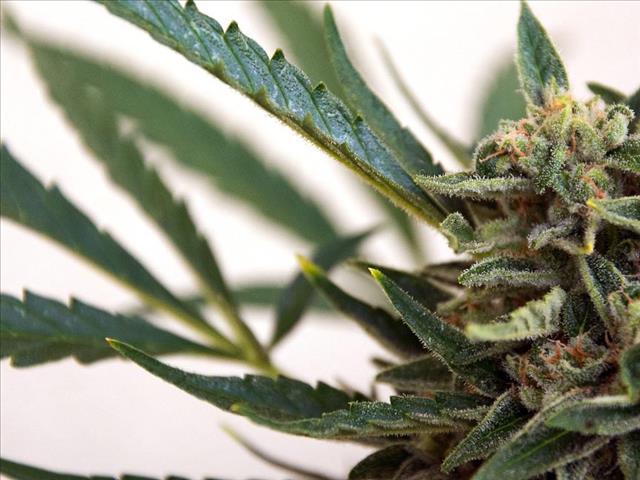 ‘Bushmastery’ competition for largest homegrown marijuana plant | News Article