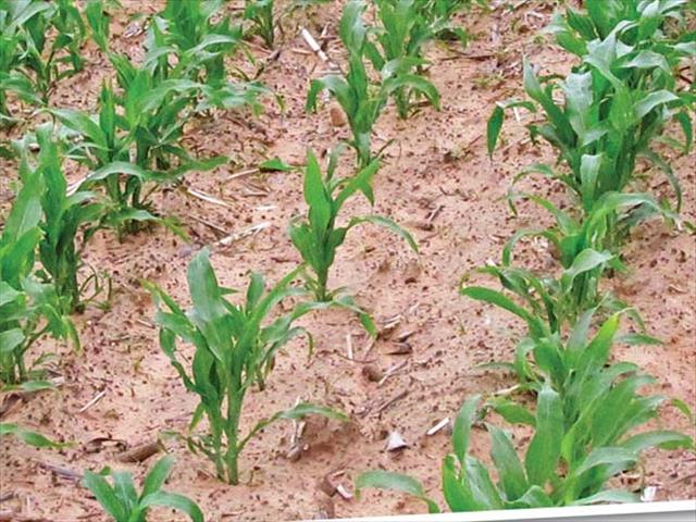 Senwes Grainlink: Hier is jou jongste Safex-pryse | News Article