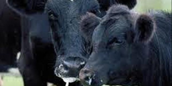 Foot-and-mouth disease: Controlled slaughter process negotiated Foot-and-mouth disease: Controlled slaughter process negotiated | News Article
