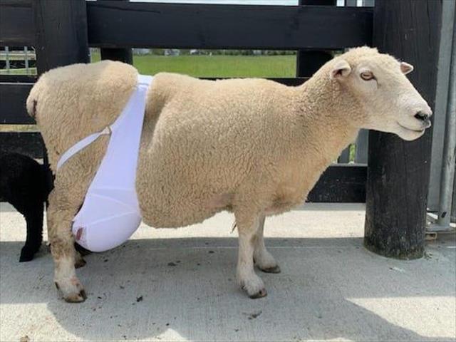 Sheep wears human bra to correct saggy udders | News Article