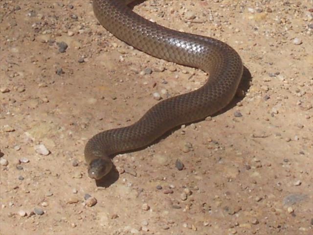 Deadly snake found in Australian couple's dishwasher | News Article