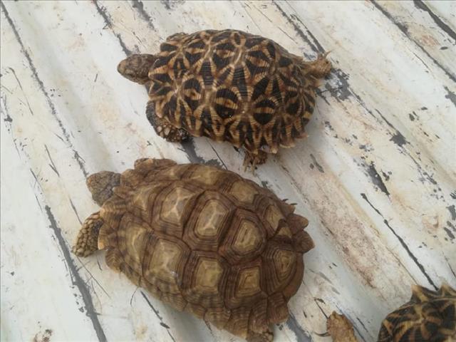 Man arrested for carrying baby tortoises | News Article