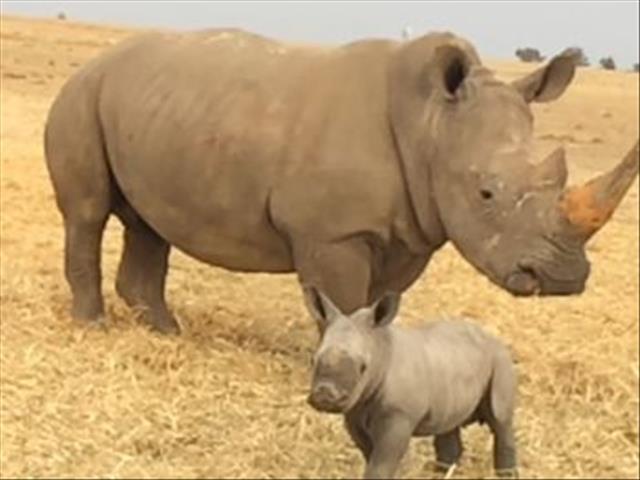 Rhino believed to be 'world's oldest' dies aged 57 in Tanzania | News Article
