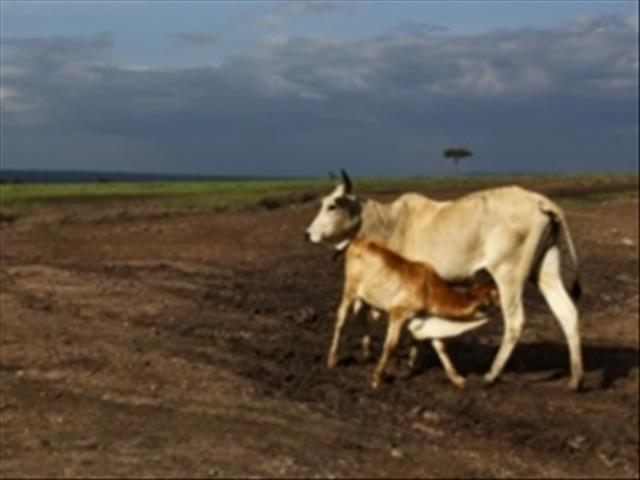 NW cattle farmers lose millions due to foot and mouth outbreak | News Article