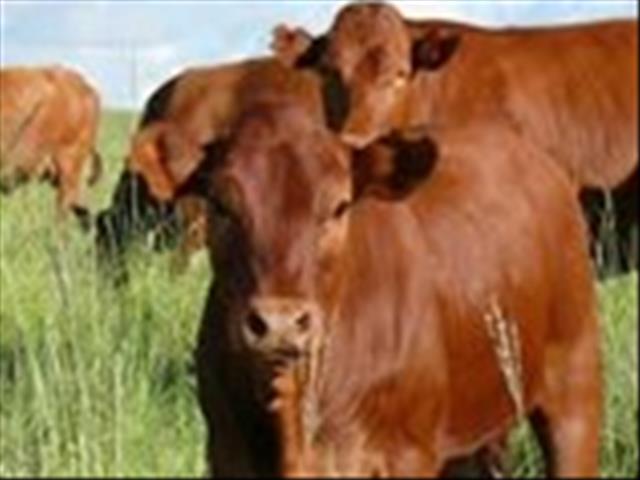 Deeglike beplanning nou nodig in kuddeproduksie, meen kenner | News Article