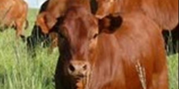 Deeglike beplanning nou nodig in kuddeproduksie, meen kenner | News Article