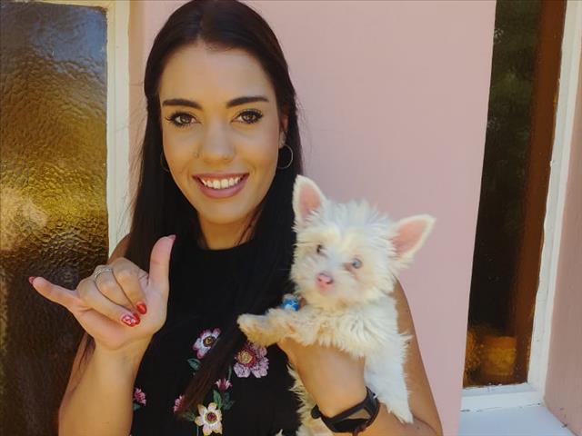 Deaf Yorkie trained by sign language graduate | News Article