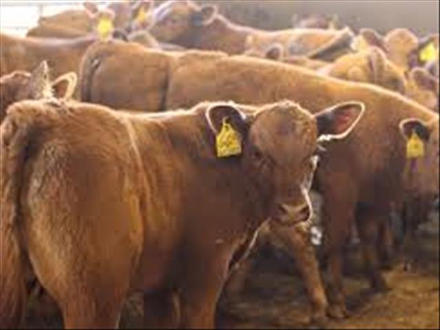Landbounuus-podcast: 14 000 beeste toets  positief vir bek-en-klouseer  | News Article