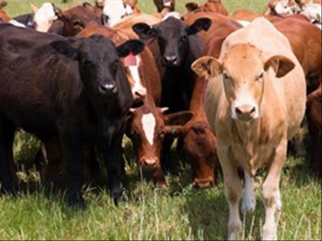 Tydelike verbod op samekoms van spleethoewige diere sluit veilings en skoue in   | News Article