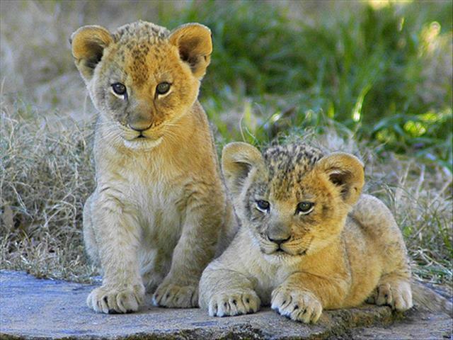 Anger over lion cub's euthanasia | News Article
