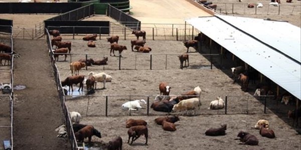 Rooivleisprodusente sukkel om kop bo water te hou - droogte eis sy tol Rooivleisprodusente sukkel om kop bo water te hou - droogte eis sy tol | News Article