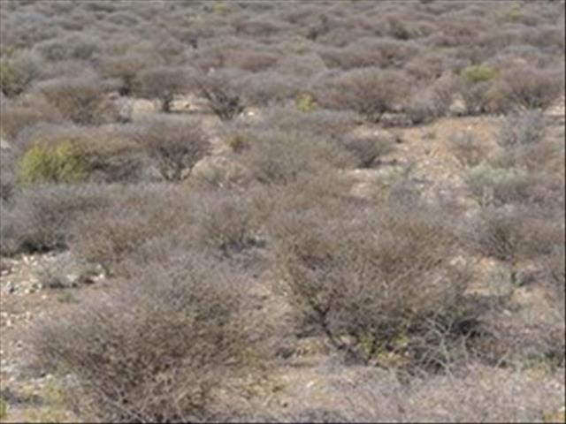 Droogtetoestande ook nou kritiek in die sentrale deel van die Noord-Kaap | News Article