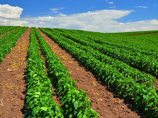 Zambiese minister gee plaaslike landbou 'n hupstoot | News Article
