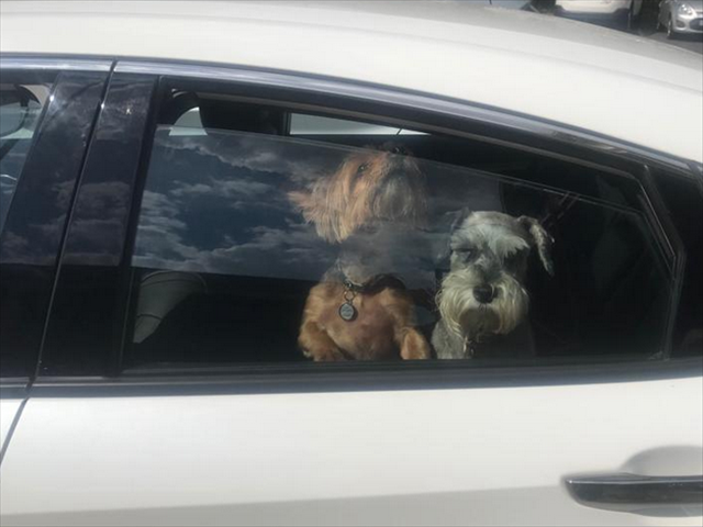 Just Plain Drive: What you should never (EVER) do when you have dogs | News Article