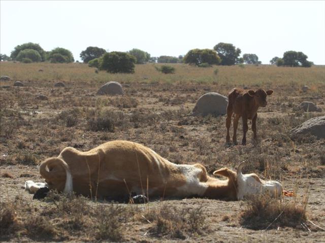 Droogtesituasie raak Suid-Afrikaanse bedrywe negatief | News Article