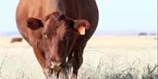 Interessante begin vir 2019 met markneigings in die landboubedryf Interessante begin vir 2019 met markneigings in die landboubedryf | News Article