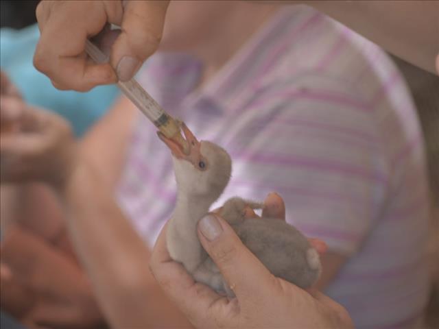 NC patrons get creative in raising funds for #FlamingoRescue  | News Article