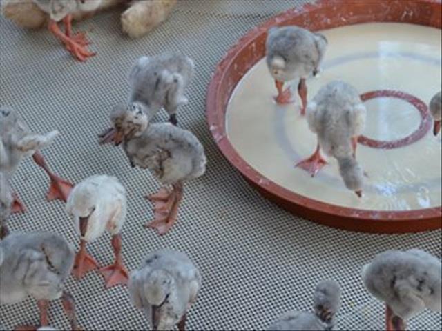 #FlamingoRescue: Assistance needed from the public | News Article