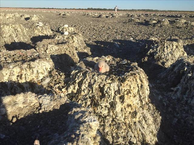 NC municipality to blame for #FlamingoRescue crisis  | News Article
