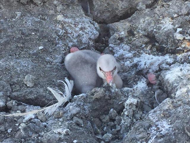 #FlamingoRescue: Concerns over remaining Flamingo NC chicks persist | News Article