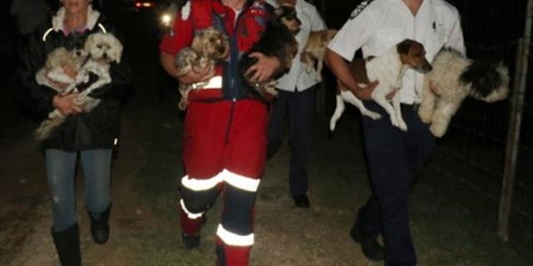 Matlosana Animal Shelter steps in to help PurrPaws' animals Matlosana Animal Shelter steps in to help PurrPaws' animals | News Article