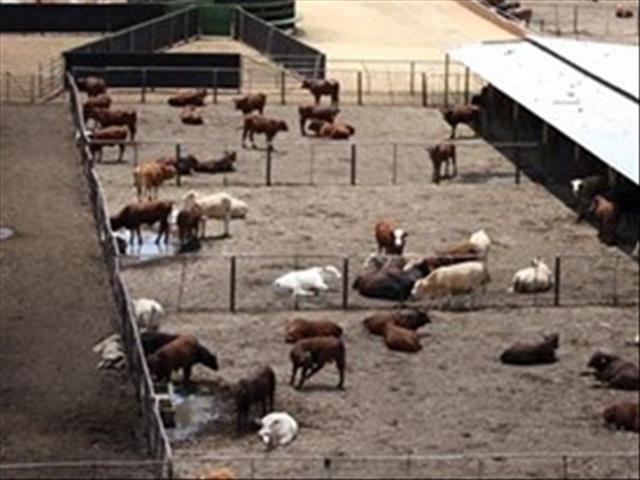 Belasting en die veeboer, Februarie is 'verkope-maand' | News Article