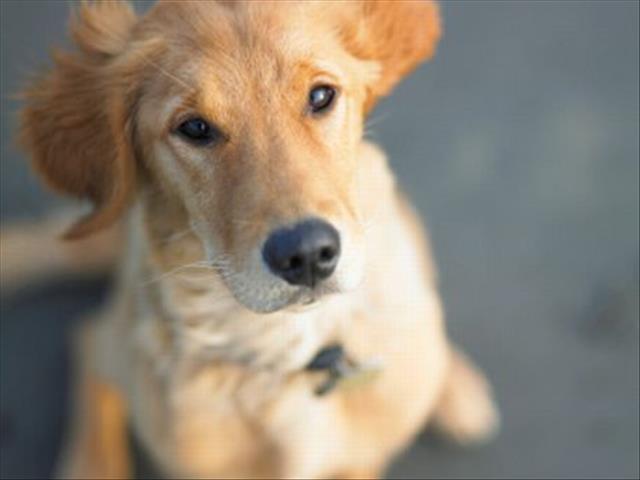 Rescue of 200 dogs destined for slaughterhouse begins in South Korea | News Article