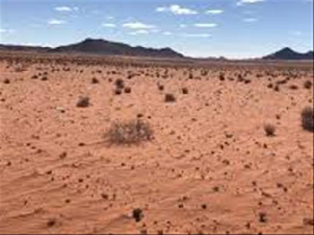 #Droogte Honde in Namakwaland skrik vir reëndruppels | News Article