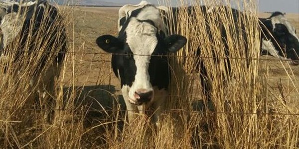FS DA calls on NPA to reinstate #VredeDairy charges FS DA calls on NPA to reinstate #VredeDairy charges | News Article