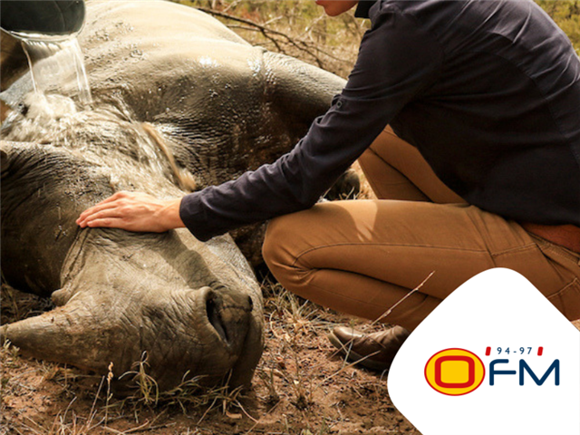 STROOP, Journey into the Rhino horn war  | News Article