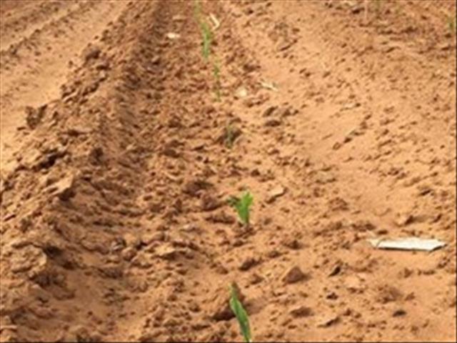 Saaiboere kwyt hulle goed van hul taak met mielieaanplantings | News Article