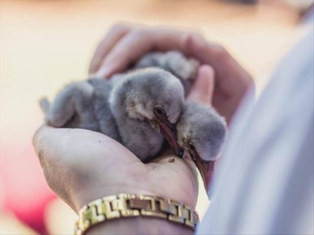 -TBB- The amazing story of how almost 1000 Flamingo Chicks needed to be rescued | News Article