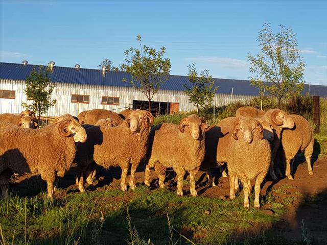 Heuningkrans Merino's hou 38ste produksieveiling | News Article