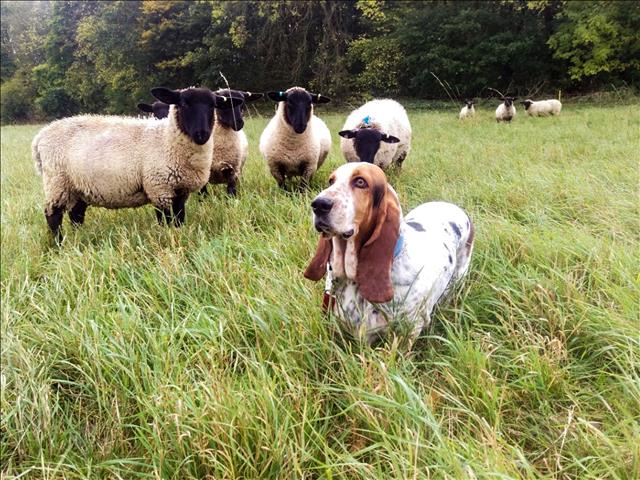 -TBB- Zelda's Feel Good Story: The Basset Hound who is also a Sheep Dog! | News Article