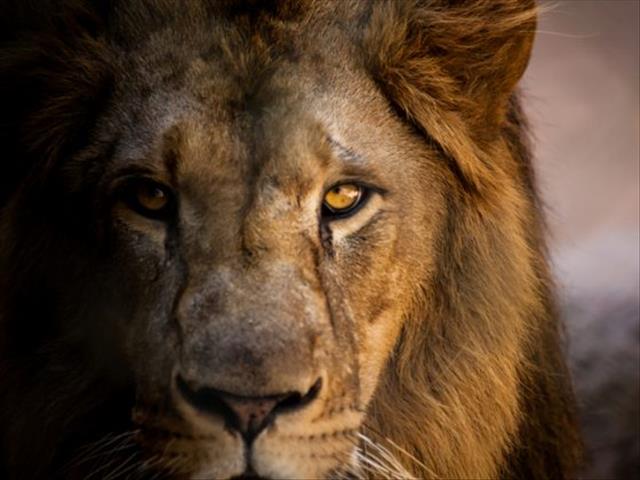 Karoo rangers discover eland kill of escaped lion, hopes rise of capture | News Article