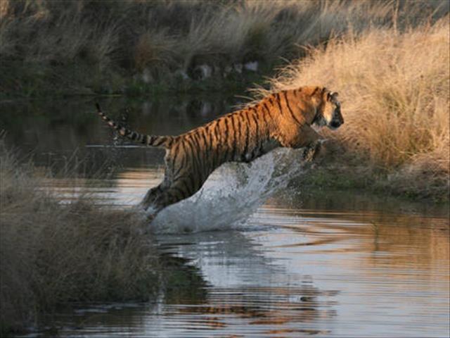Just Plain Drive: Win big with Safari Guys!  | News Article