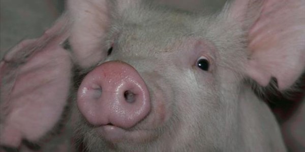 Suid-Afrika is gasheer van die gewilde internasionale Ensminger-varksimposium Suid-Afrika is gasheer van die gewilde internasionale Ensminger-varksimposium | News Article