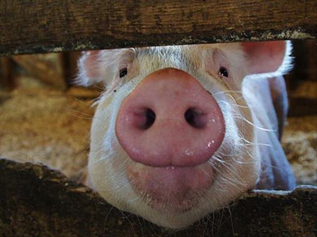 Die varkbedryf het tel sy kop op ná listeriose-uitbreking | News Article