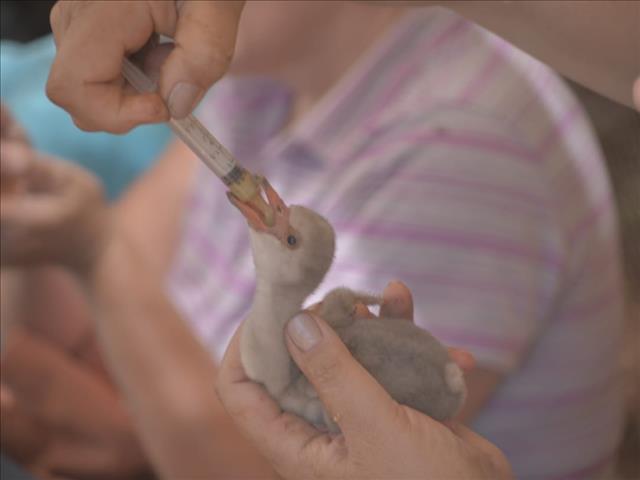 Flamingo experts to head to Kimberley following #FlamingoRescue  | News Article