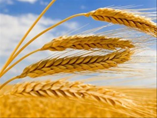 Meer koringaanplantings in westelike produksiegebied ‘n opsie, maar daar is uitdagings | News Article