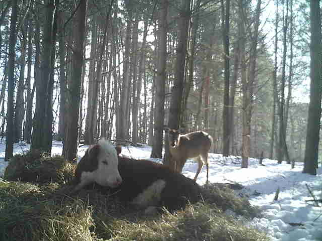 -TBB- Zelda's Feel Good Story: The Cow that escaped and lives with deer! | News Article