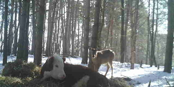 -TBB- Zelda's Feel Good Story: The Cow that escaped and lives with deer! | News Article