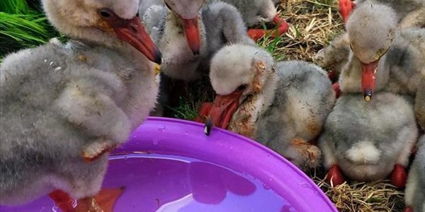 #FlamingoRescue: 'Limit human disturbance to conserve lesser flamingo wildlife' #FlamingoRescue: 'Limit human disturbance to conserve lesser flamingo wildlife' | News Article