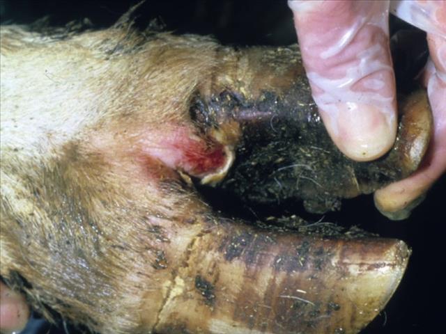 DAFF and stake holders progressing in the fight against Limpopo foot-and-mouth outbreak  | News Article